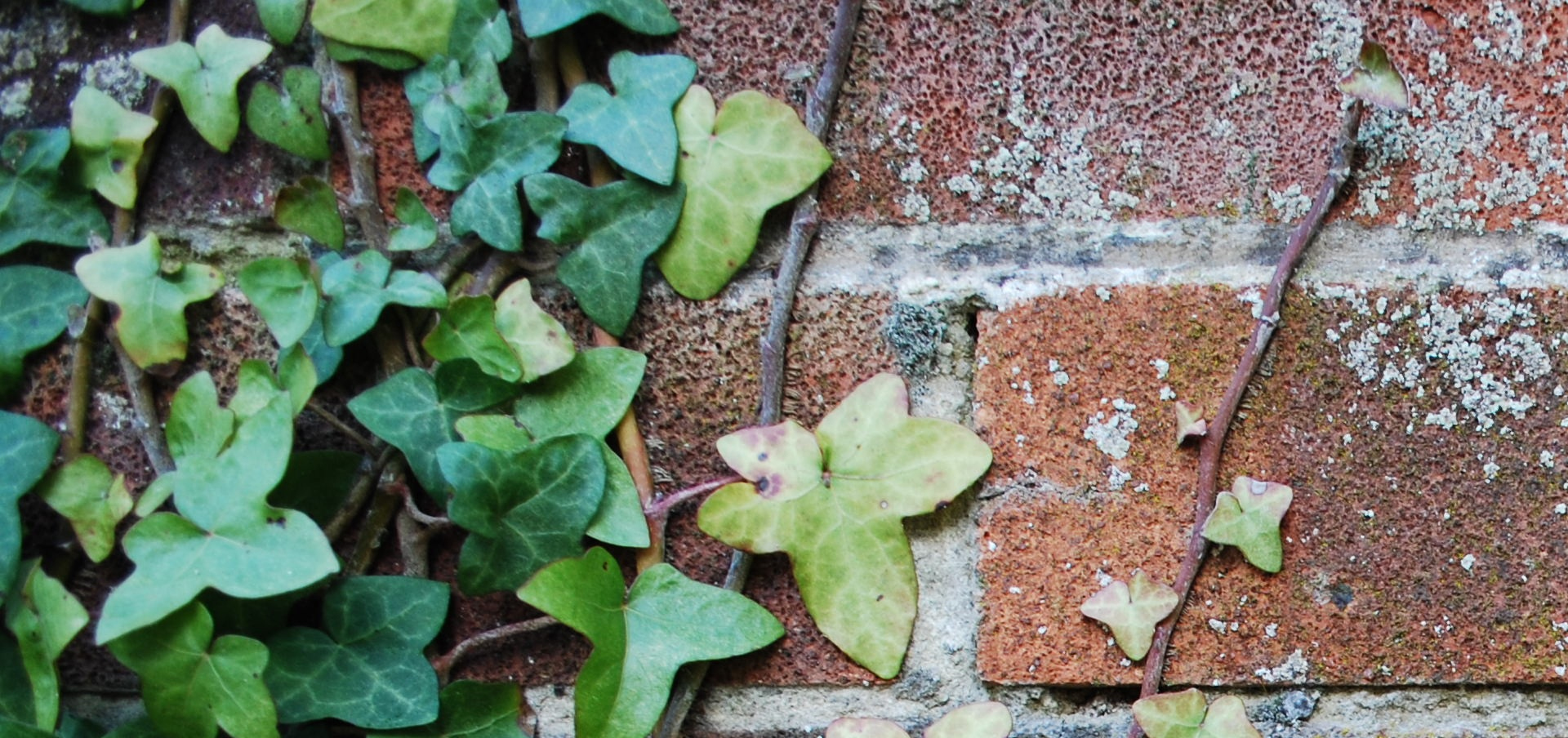 alternatives to 4-year degree