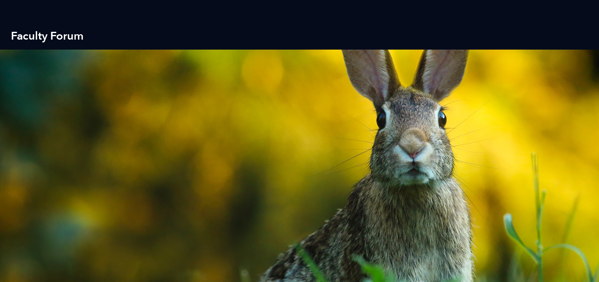 universal design for learning in the classroom