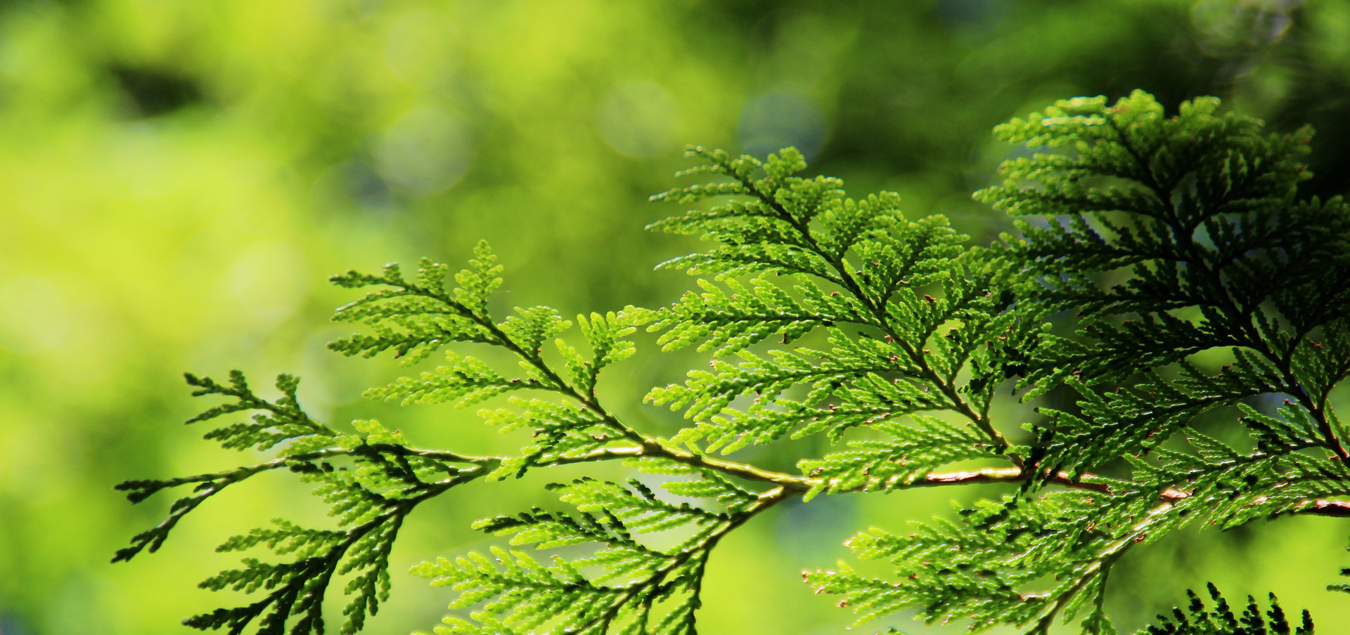 connecticut river picnic area