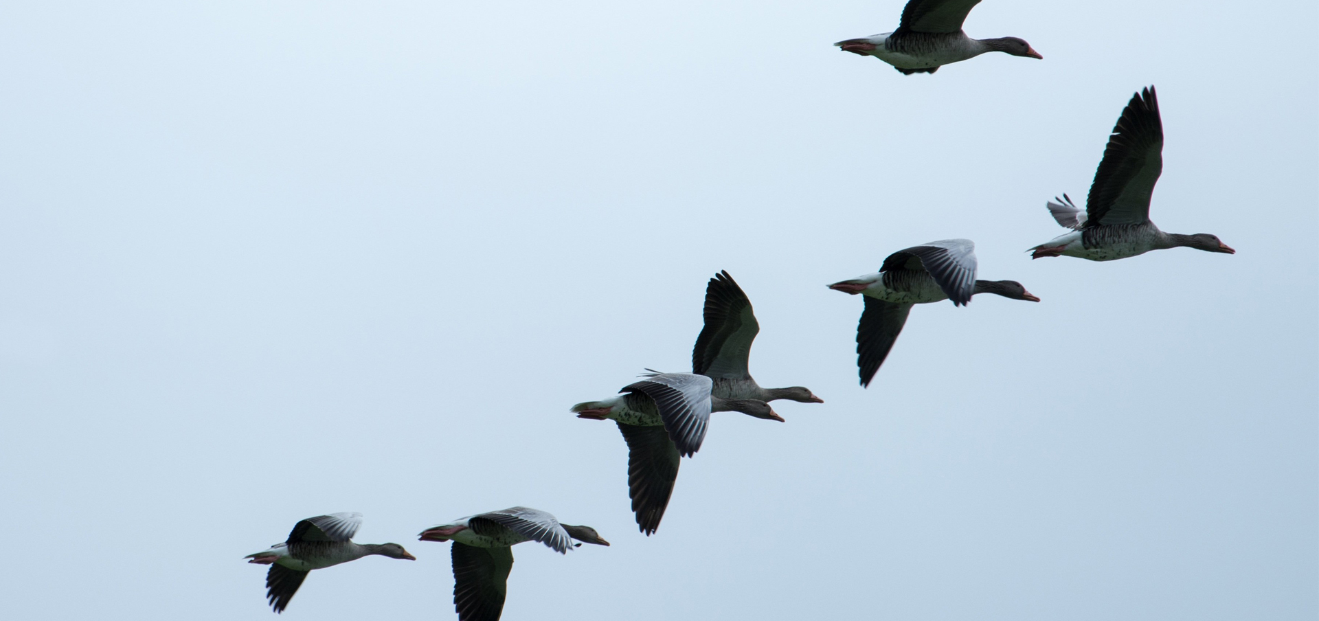 executive leadership degree online