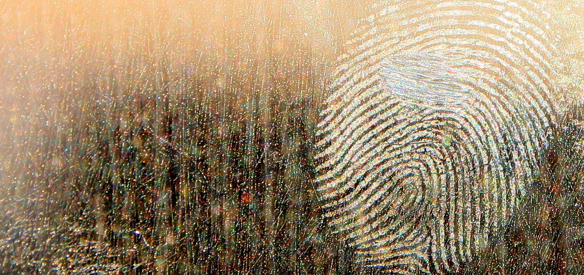 criminal justice bachelors degree in connecticut