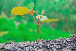 A close-up of small plant sprouting on the surface of a grey log.