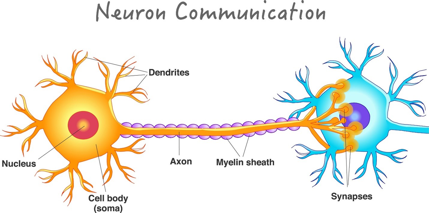 Neuron communication diagram